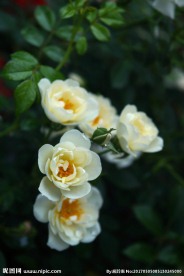 白蔷薇花