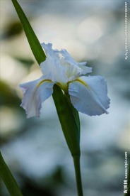 黄花鸢尾