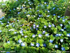 蓝色小花