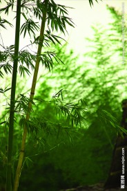 翠竹