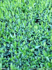 绿色植物叶子