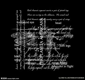 线描昆虫矢量图手写英文底纹