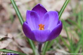 藏红花