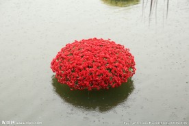 玫瑰