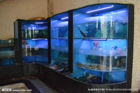 鱼缸 鱼