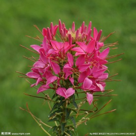 醉蝶花