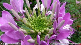 醉蝶花