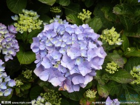 八仙花