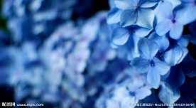 八仙花