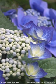 八仙花