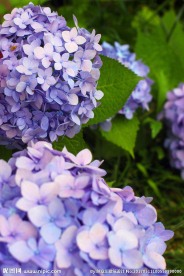 八仙花