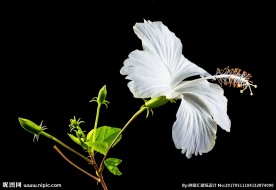 美丽的锦葵花