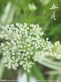 小碎花