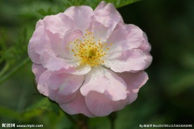 高清粉色蔷薇花