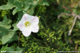 高清喇叭花