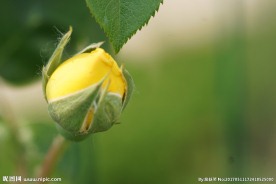 高清黄色月季花苞