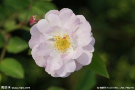 高清特写 蔷薇花