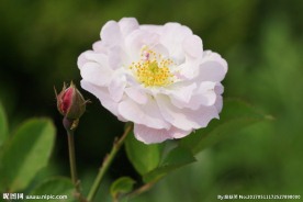 高清粉色蔷薇花 花苞