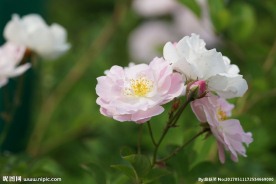 高清花卉特写 粉色蔷薇