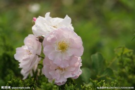 高清花卉 粉色蔷薇