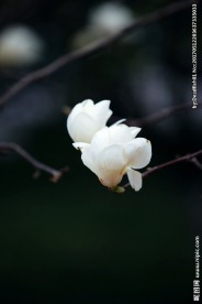 白色玉兰花