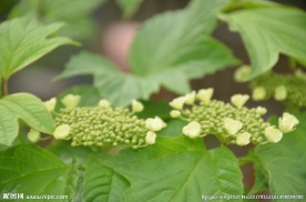 天目琼花
