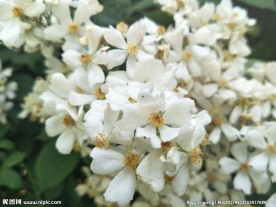 白色蔷薇花