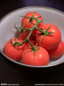 藩茄