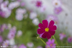 格桑花玫红高清摄影图
