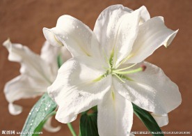 百合花