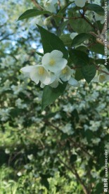 颐和园的茉莉花