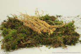 长白山带土鲜参