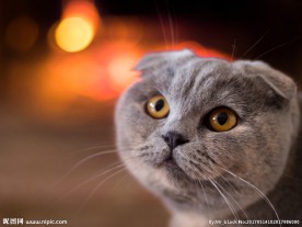 动物 猫