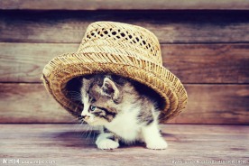 动物 猫