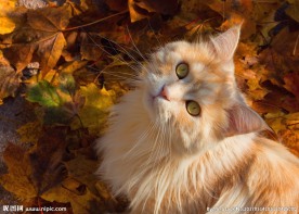 动物 猫