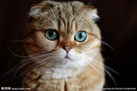 动物 猫