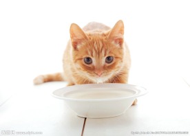 动物 猫