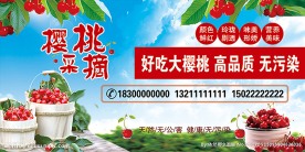 樱桃采摘