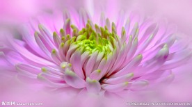 大丽花