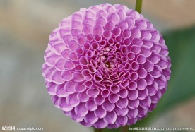 大丽花