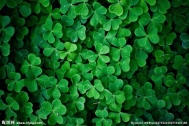 绿色幸运四叶草图片
