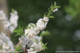 春暖花开