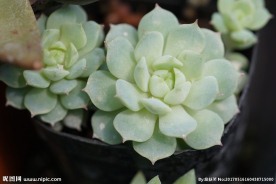 高清多肉植物 静夜