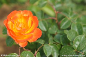 橘黄色月季花