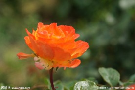 高清 橘色 月季花