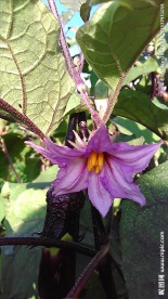 茄子花
