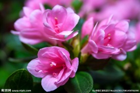 杜鹃花