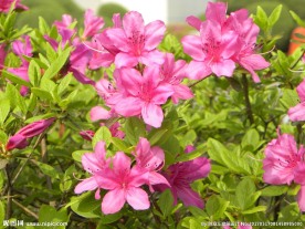 杜鹃花
