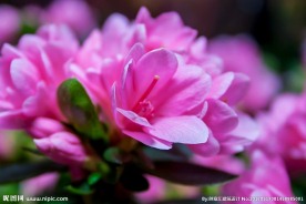 杜鹃花