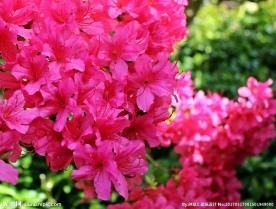 杜鹃花